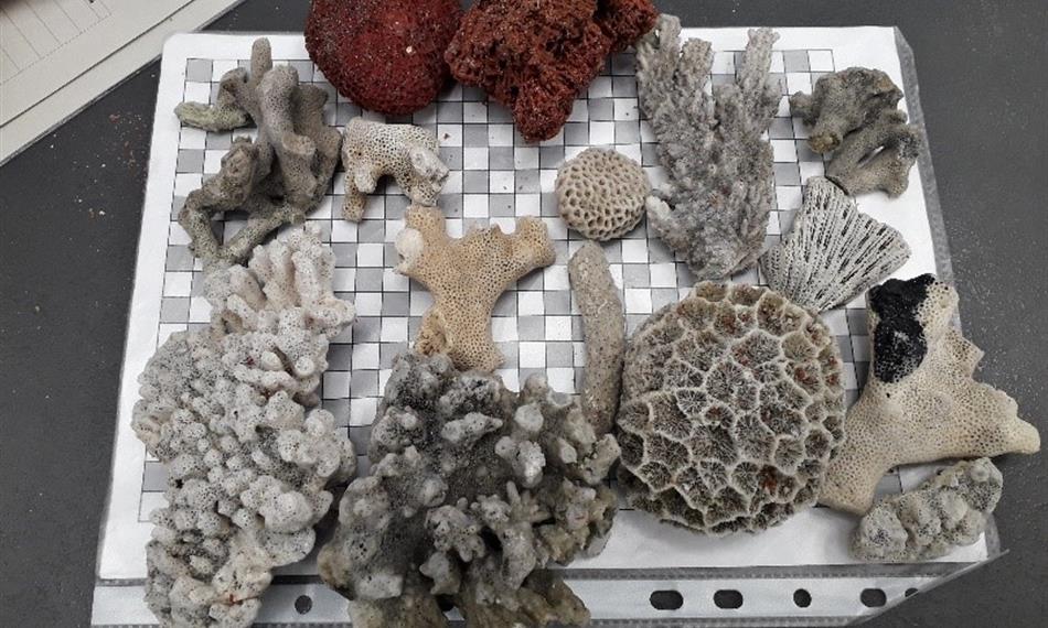 2019-1-14-827foto 6 cites.jpg